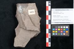 Foto (Objekt + Etikett) von Andromeda protogaea Unger (NHMW-GEO-2024-0188-8021)